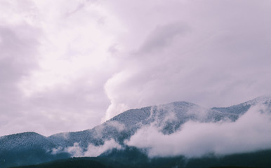 Photo depicting a backdrop foggy mystic pine tree woods in the mountains.