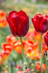 Colorful tulip flower bloom in the garden