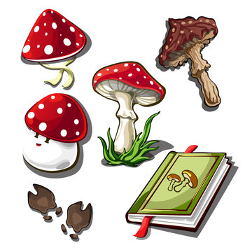 The set of objects on the subject of picking mushrooms isolated on a white background. Amanita poisonous mushroom. Vector illustration.