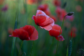 Field of red poppies in bright evening light