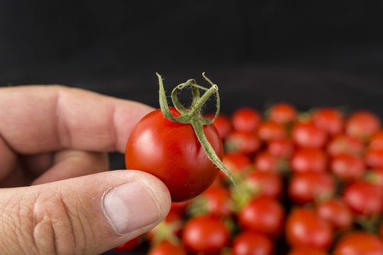 very small tomatoes, tiny cherry tomatoes,



