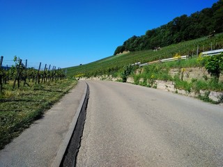 droga przez plantację winogron © robert6666