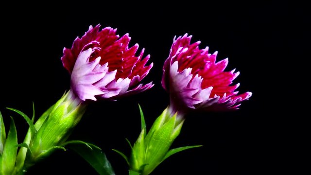Claveles flores abri&eacute;ndose