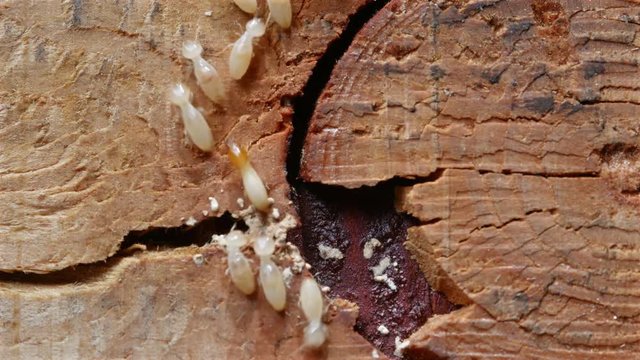 4k Close up shot, macro white ants or termites on decomposing wood. As an enemy of wooden houses as well.