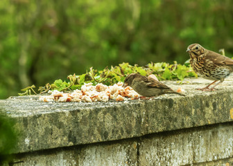 The birds on the feeding time - natural scenery