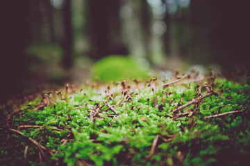 Colorful green moss texture. Photo depicting a bright bushy lichen in a forest. Closeup, macro view.
