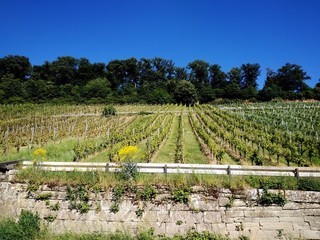 plantacja winogron © robert6666