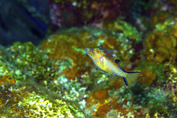 Sharpnose Puffer 3