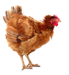 Brown hen isolated.