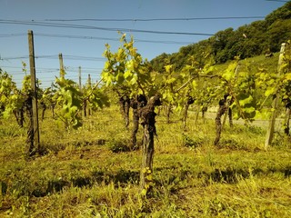 plantacja winogron © robert6666