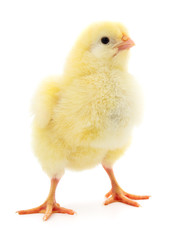 Fototapeta premium Small yellow chicken.