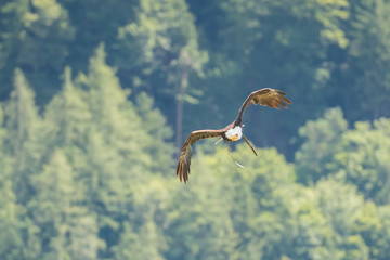 Greifvogelschau