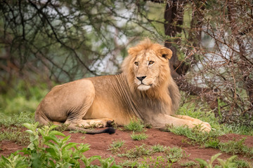 Male lion lying in woods turning head