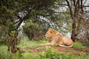 Male lion lying in woods on bank