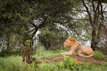 Male lion lying on mound in profile