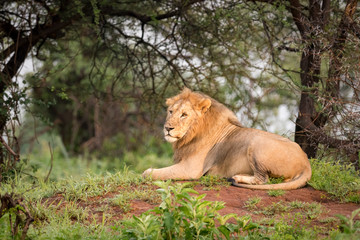 Male lion lying on mound in woods