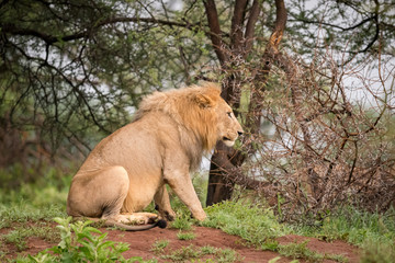 Fototapeta na wymiar Male lion sitting in woods in profile