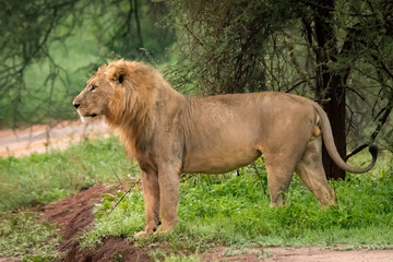 Male lion standing beside road in profile