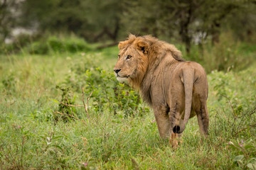 Male lion stands in clearing turning head