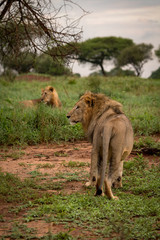 Male lion stands in meadow beside another