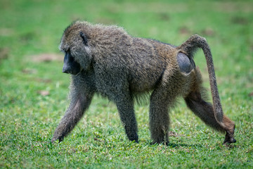 Male Olive Baboon Crosses Grassland