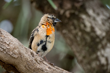 Male southern red bishop in transition plumage