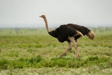 Fotobehang Mannelijke struisvogel die op weelderige met gras begroeide vlakte loopt © Nick Dale