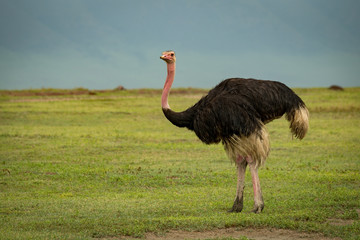 Male Ostrich Grassland Looks Camera