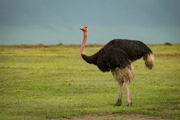 Rolgordijnen Male ostrich on grassland looks at camera © Nick Dale