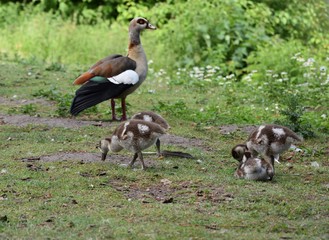 Gęsi egipskie z piskletami