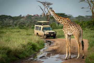 Masai giraffe blocking flooded track for jeep