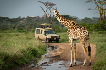 Masai giraffe blocks flooded track for jeep