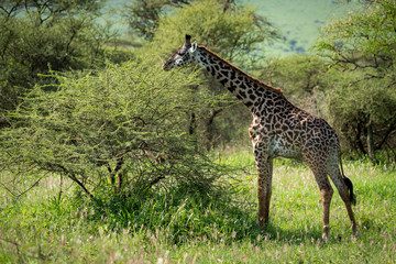 Masai giraffe browses bush in grassy clearing