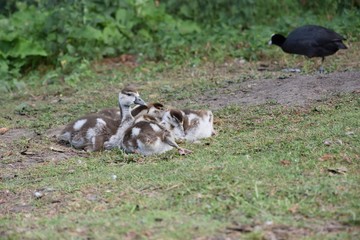 Gęsi egipskie z piskletami © Iwona