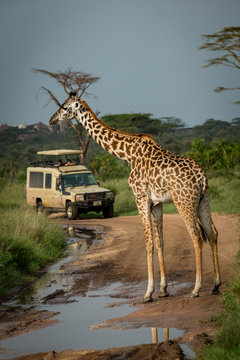Fototapeta Masai giraffe blocks flooded road for jeep