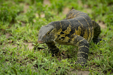 Monitor lizard crawls towards camera through grass