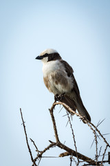 Northern white-crowned shrike looking left on branch