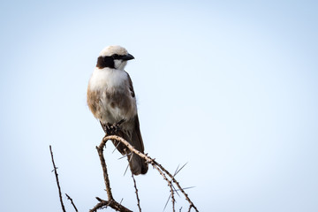 Northern white-crowned shrike looking right on branch