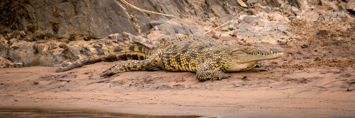 Nile crocodile on sandy riverbank beside rocks