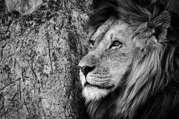 Mono close-up of male lion by trunk