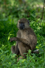 Olive baboon in grass with head turned