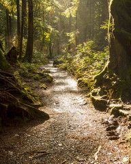 Rainforest Path