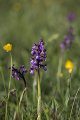 orchidées et boutons d'or