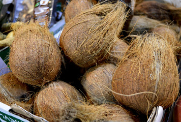 Paradise of ripe coconuts