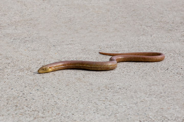 a snake on a road