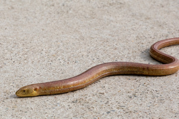 a snake on a road