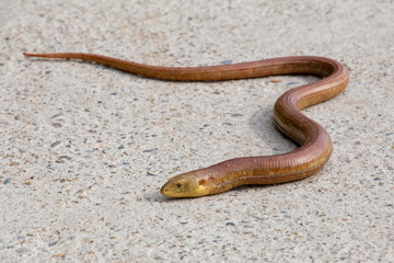 a snake on a road