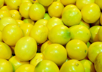 Paradise of ripe lemons