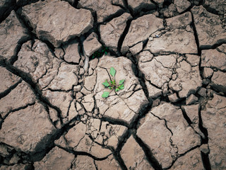 Little plant grows in the middle of cracked dried ground surface earth because of the drought