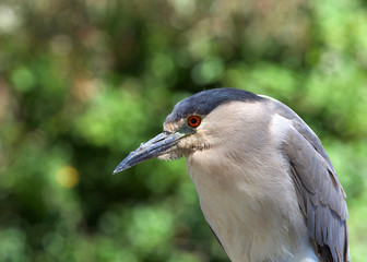 Portrait of an adult Black Crowned Night Heron with copy space.